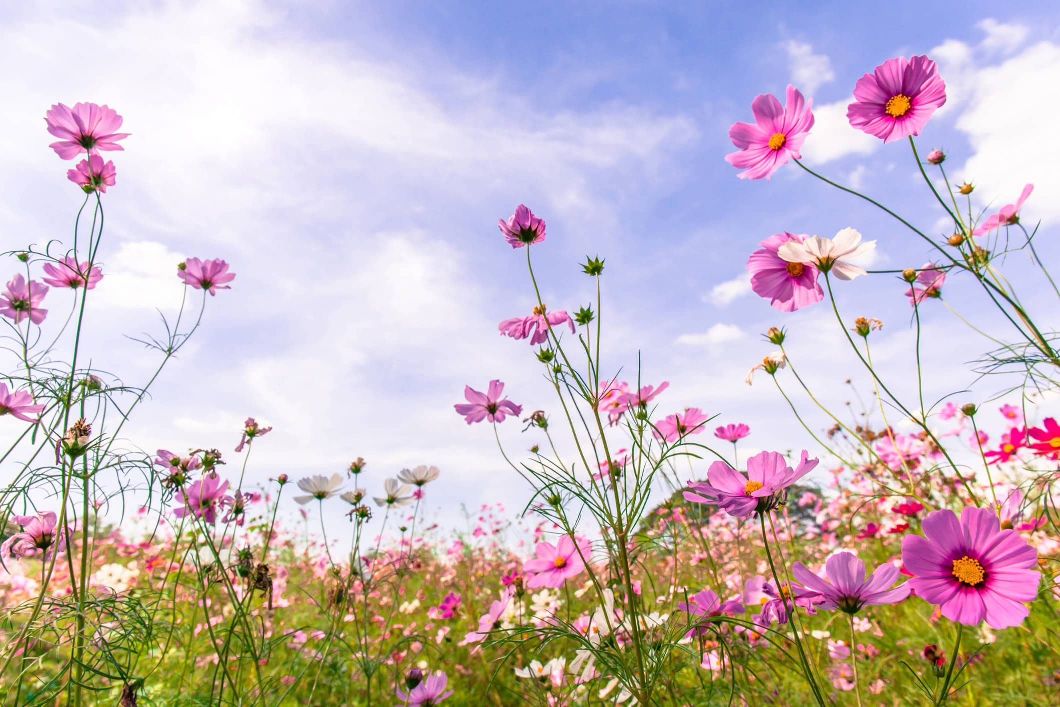 Vibrant pink cosmos blooming with blurred natural field farmland and blue sky background, beautiful travelling destination.