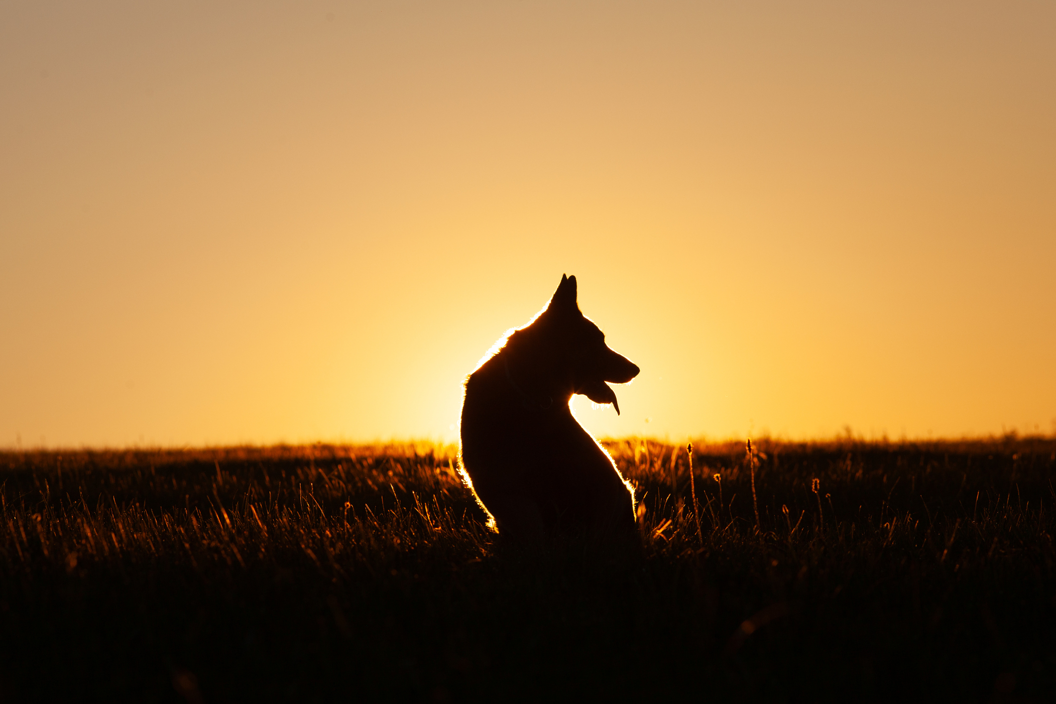 Dog in sunset